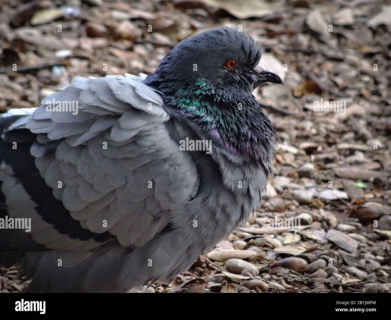 Nahaufnahme der flauschigen grauen Taube mit wunderschönen orangefarbenen Augen und schimmernden Nackenfedern, die im öffentlichen Park in Rom, Italien, sitzen. Tageslichtaufnahme. Stockfoto