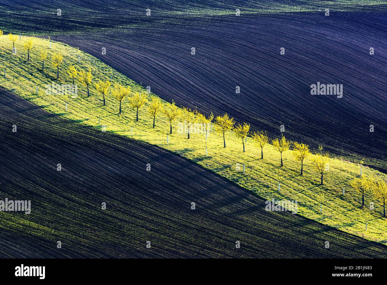 Ländliche Quelllandschaft mit farbigen Streifenhügeln und Baumgarten. Grüne und braune Wellen der Agrarfelder Südmährens, Tschechien Stockfoto