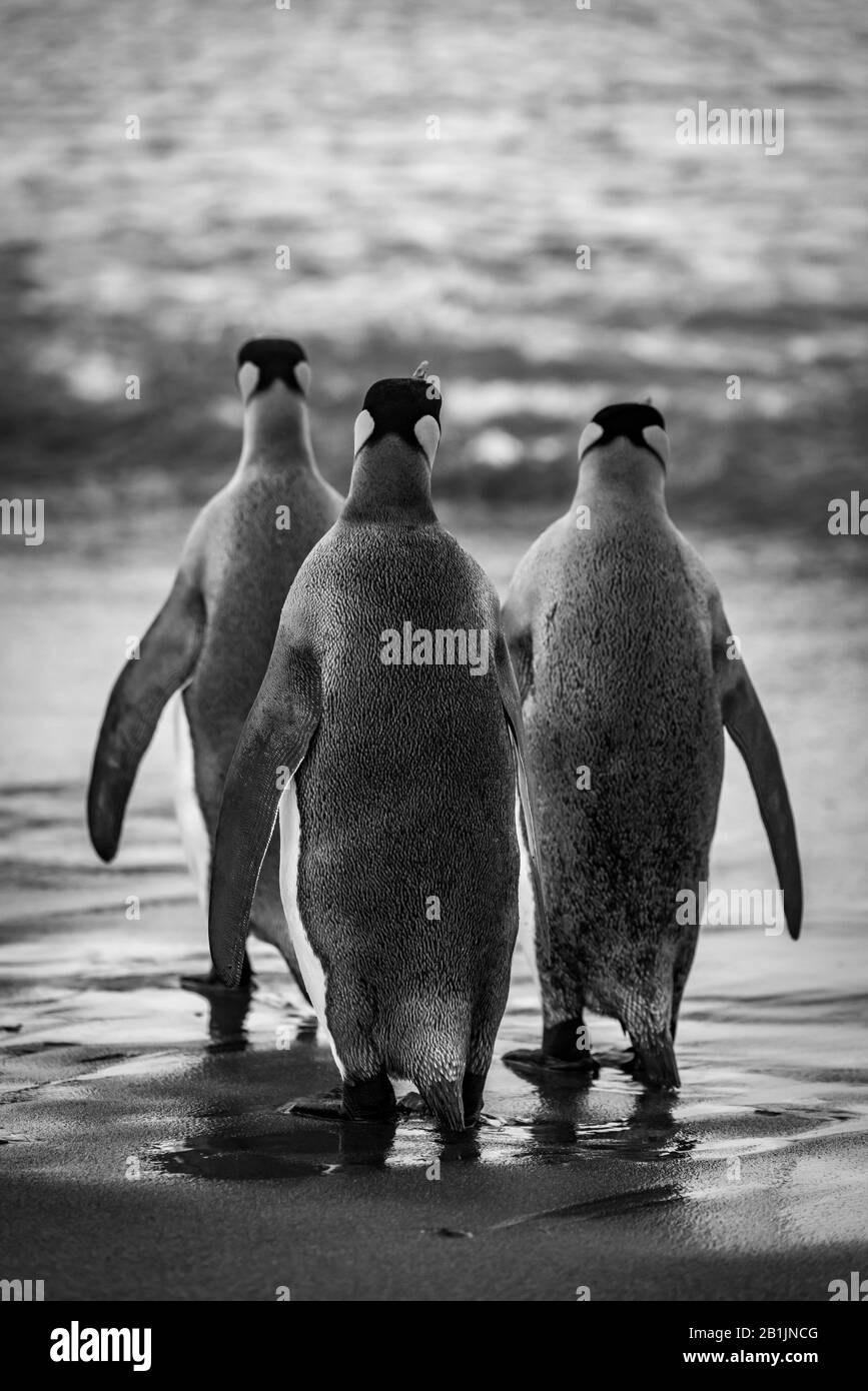 Drei Königspinguine überqueren auf dem Weg zum Meer einen nassen, sandigen Strand. Sie haben graue Rücken und Flipper mit schwarzen und orangefarbenen Köpfen. Schuss Witz Stockfoto