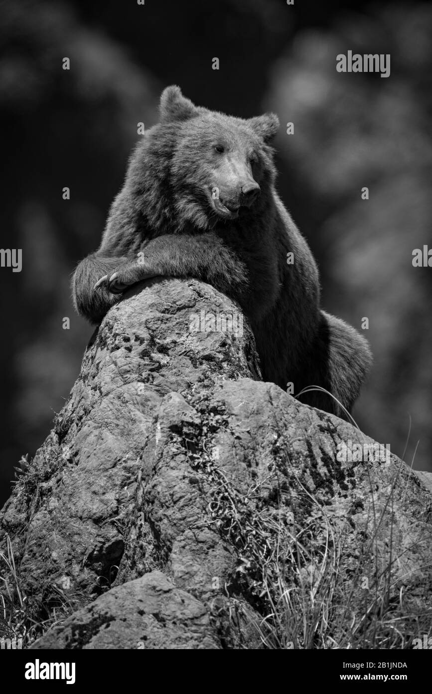 Ein Braunbär liegt auf einem Felsvorsprung im Sonnenschein mit einem scheinbar entspannten "Lächeln" auf dem Gesicht. Aufgenommen mit einer Nikon D810 am Parque d Stockfoto