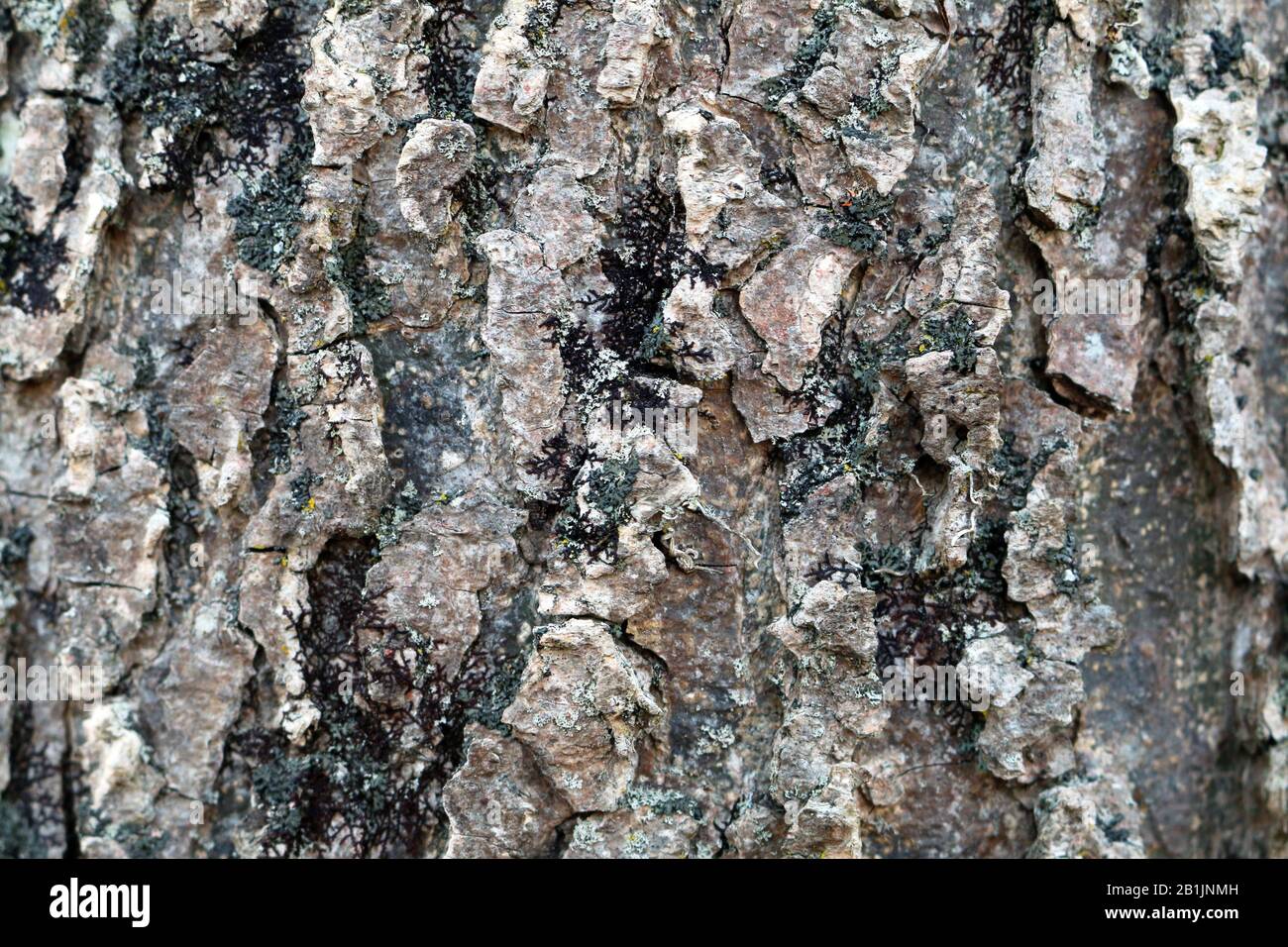 Nahaufnahme der natürlichen Baumrinde mit detailliertem Moospolzen Stockfoto