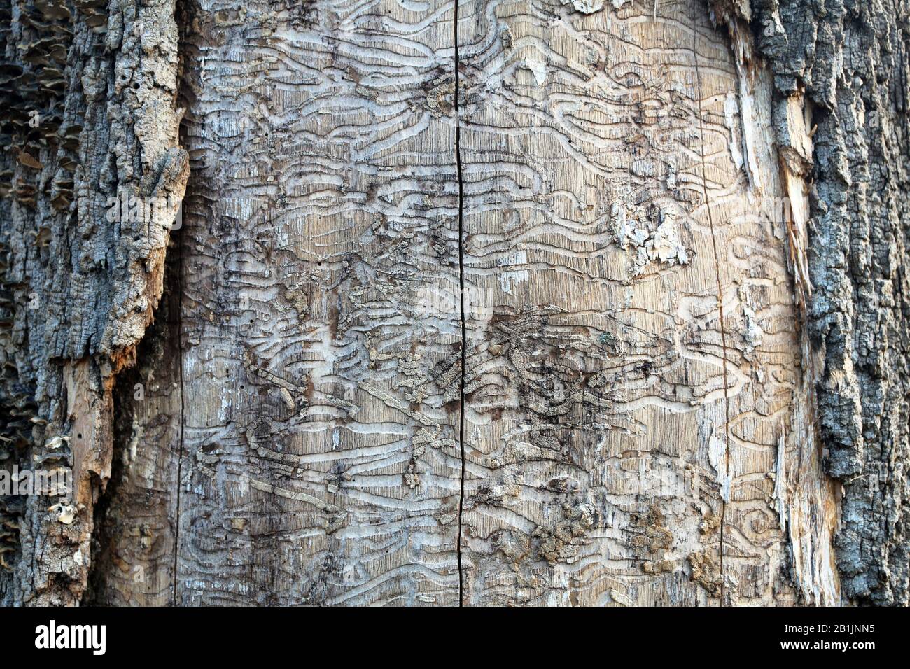 Ein sehr großer Baum, der Rinde mit Wurmpfaden auf der Oberfläche nahe beieinander zeigt Stockfoto