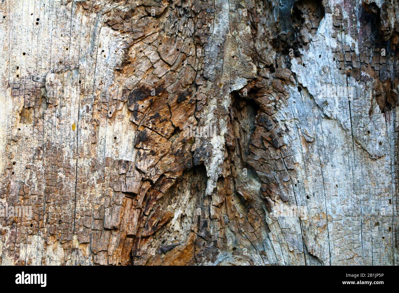 Das natürliche Holz der Baumrinde schattendet und Details nah beieinander Stockfoto