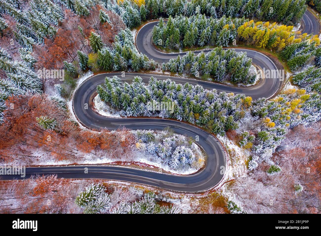 Luftbild einer kurvenreichen Bergstraße, die durch einen Tannenwald führt. Winter mit Schnee Stockfoto