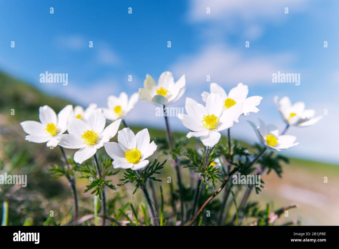 Fantastische Landschaft mit magischen weißen Blumen und blauem Himmel auf den Sommerbergen. Hintergrund der Natur Stockfoto