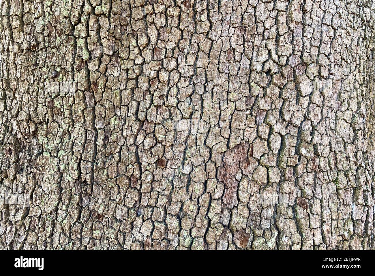 Ein detaillierter Blick auf das natürliche Licht auf Baumrinde bei einer Fernsicht Stockfoto