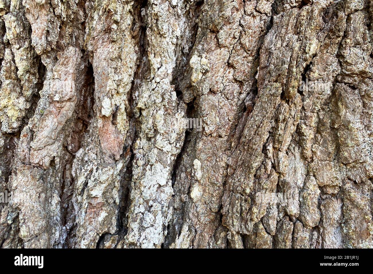 Eine schöne helle Nahaufnahme der Details auf Baumrinde in natürlichem Licht Stockfoto