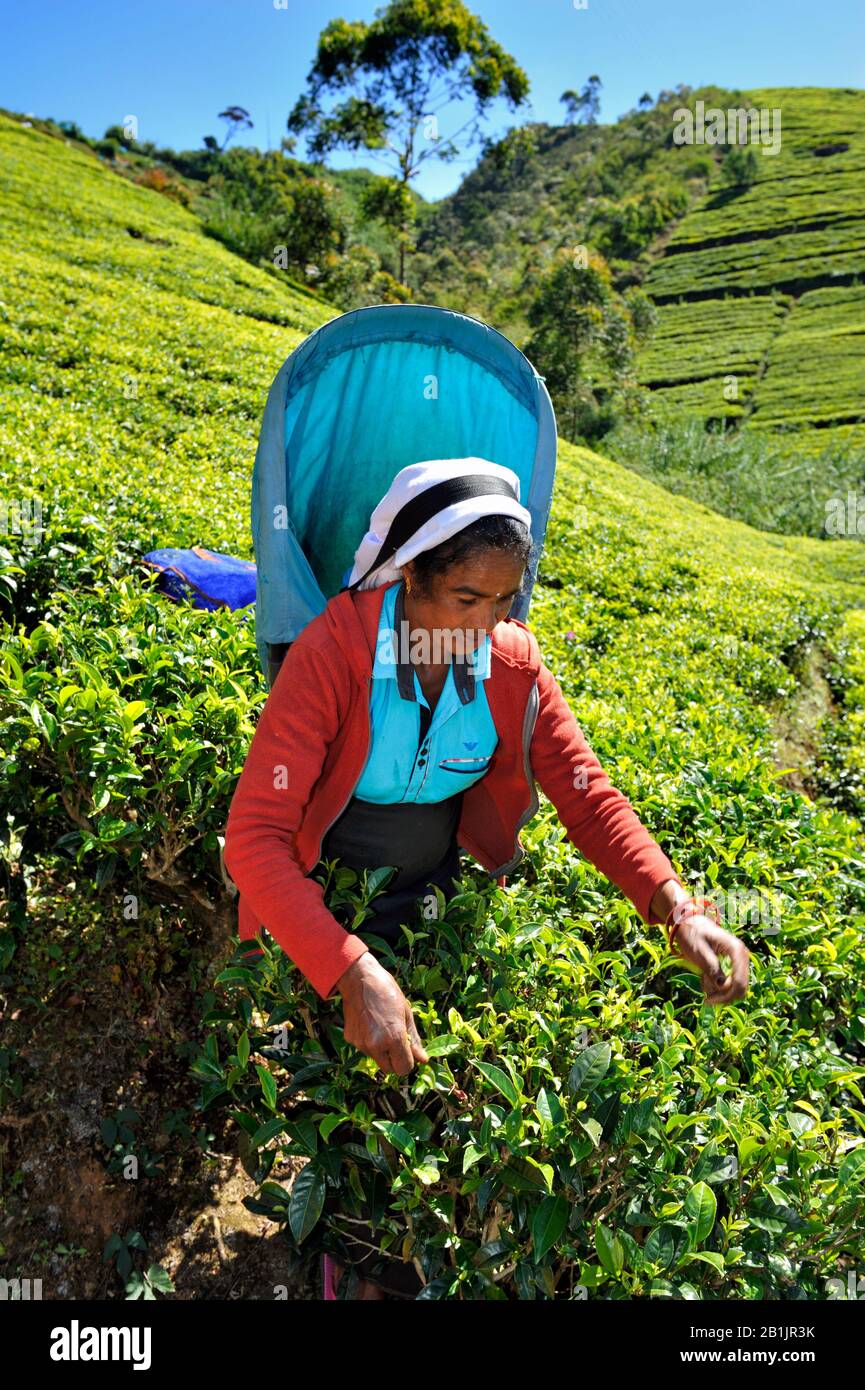 Sri Lanka, Nuwara Eliya, Teeplantage, Tamil-Frau, die Teeblätter pflückt Stockfoto