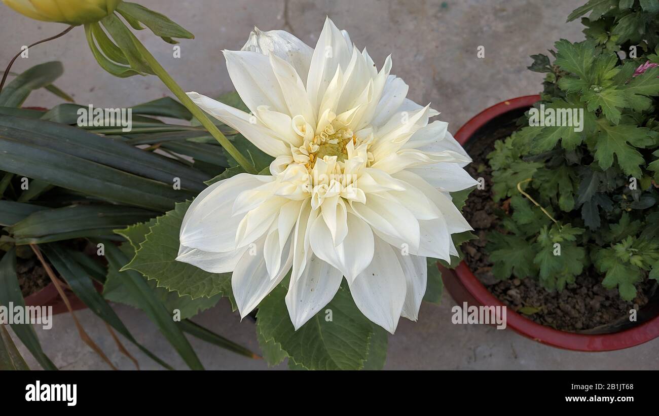 Nahaufnahme Dahlia Pinnata Blumengarten Indien Stockfoto