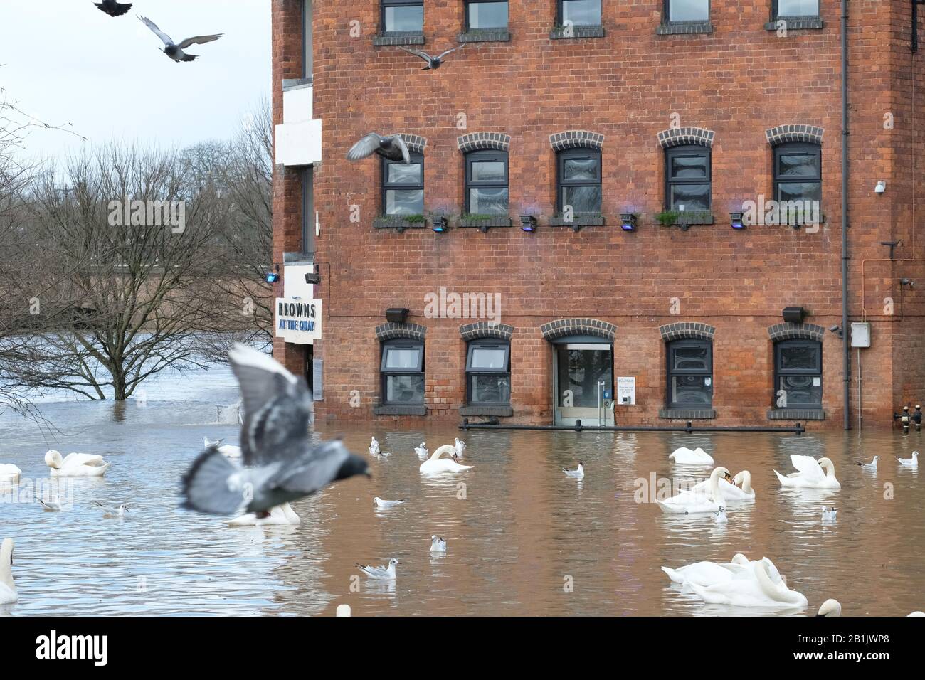 Worcester, Worcestershire, Großbritannien - Mittwoch, 26. Februar 2020 - Flood Water schneidet das exklusive Browns Riverside Restaurant ab, als die Überschwemmung Immobilien neben dem Fluss in Worcester trifft. Der Fluss Severn steigt im Gebiet von Worcester weiter an. Foto Steven May / Alamy Live News Stockfoto