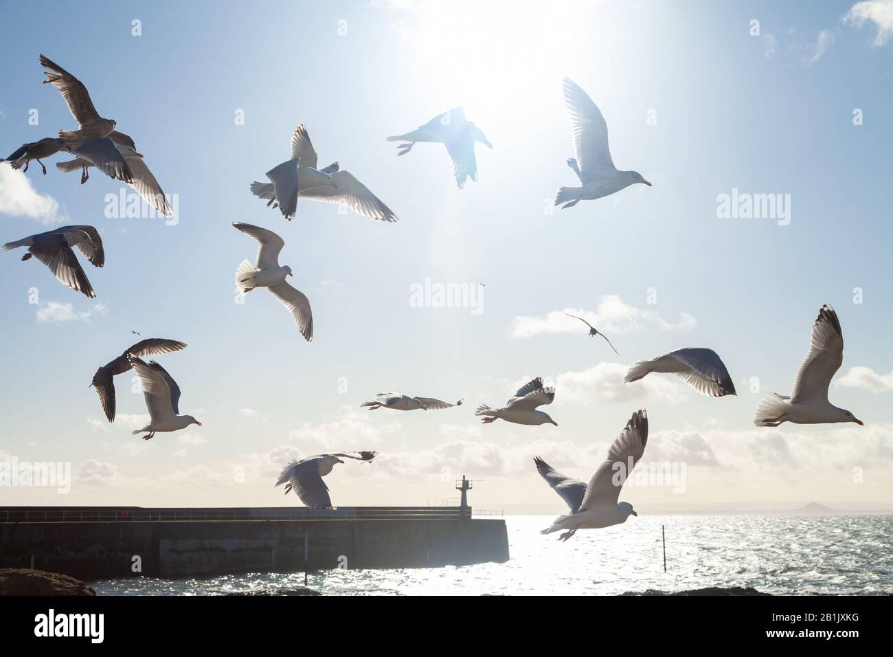 Eine gemischte Gruppe von Möwen, die entlang der Küste in der Nähe von Pittenweem, Fife, Schottland fliegen. Stockfoto