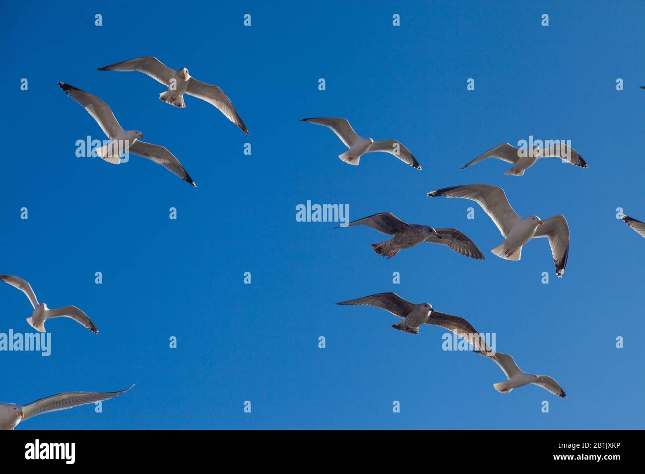 Eine gemischte Gruppe von Möwen, die entlang der Küste in der Nähe von Pittenweem, Fife, Schottland fliegen. Stockfoto