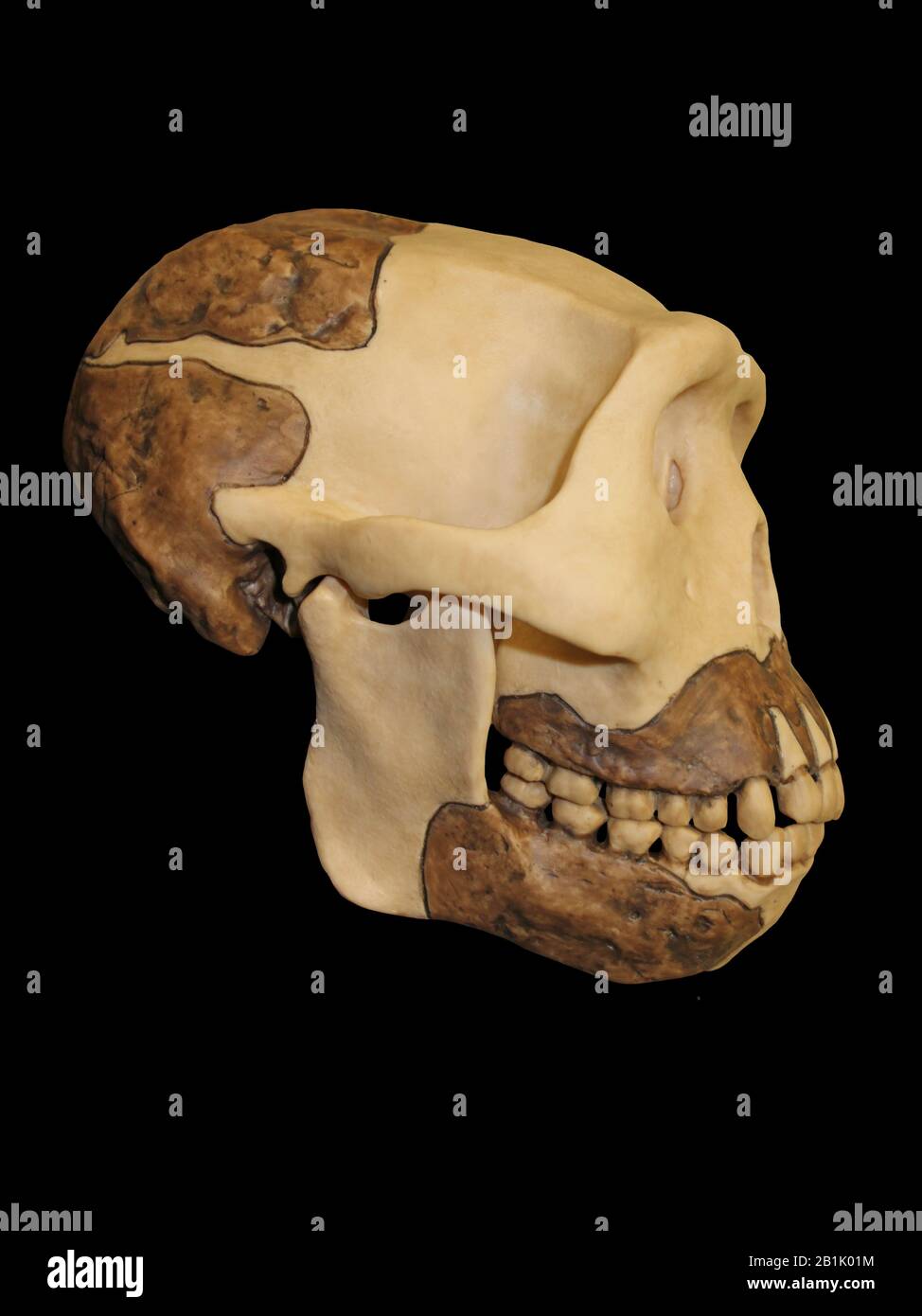 Java-Mensch (Homo erectus erectus, früher auch Anthropithecus erectus, Pithectus erectus) Stockfoto