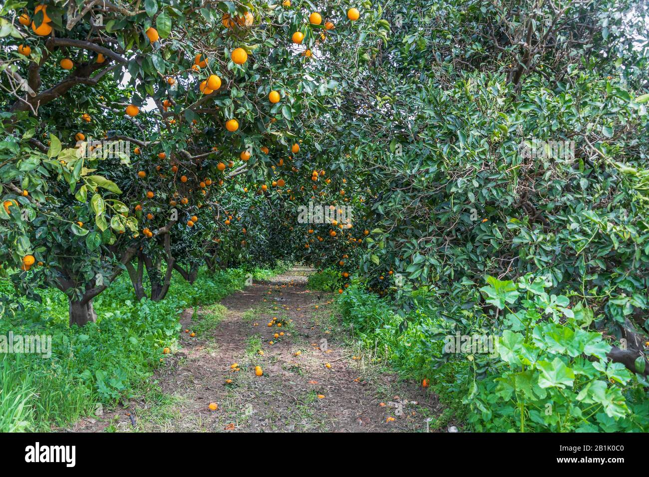 Reihen von Orangenbäumen mit reifen Früchten an den Ästen in einem Zitrugarten. Israel Stockfoto