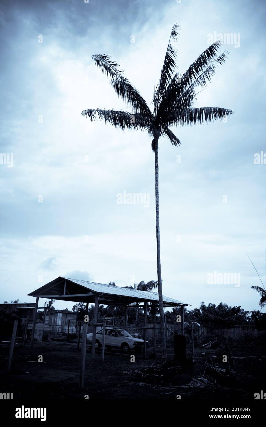 Landschaft, Novo Airão, Amazonas, Brasilien Stockfoto