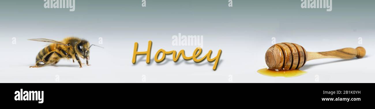 Honig und Biene auf weißem Hintergrund, Banner Stockfoto