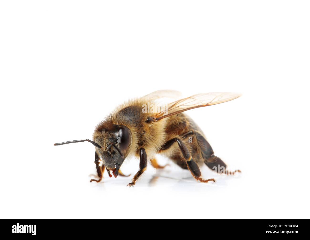 Biene isoliert auf weißem Hintergrund, Makro Stockfoto