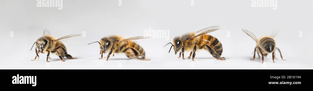 Bienen isoliert auf weißem Hintergrund, Banner Stockfoto