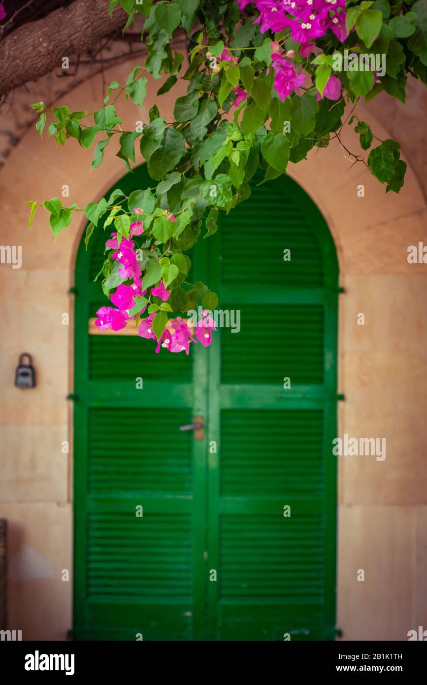Das helle Pink Bougainvillea Liegt vor einer grünen Tür in einem Traditionellen spanischen Anwesen Stockfoto