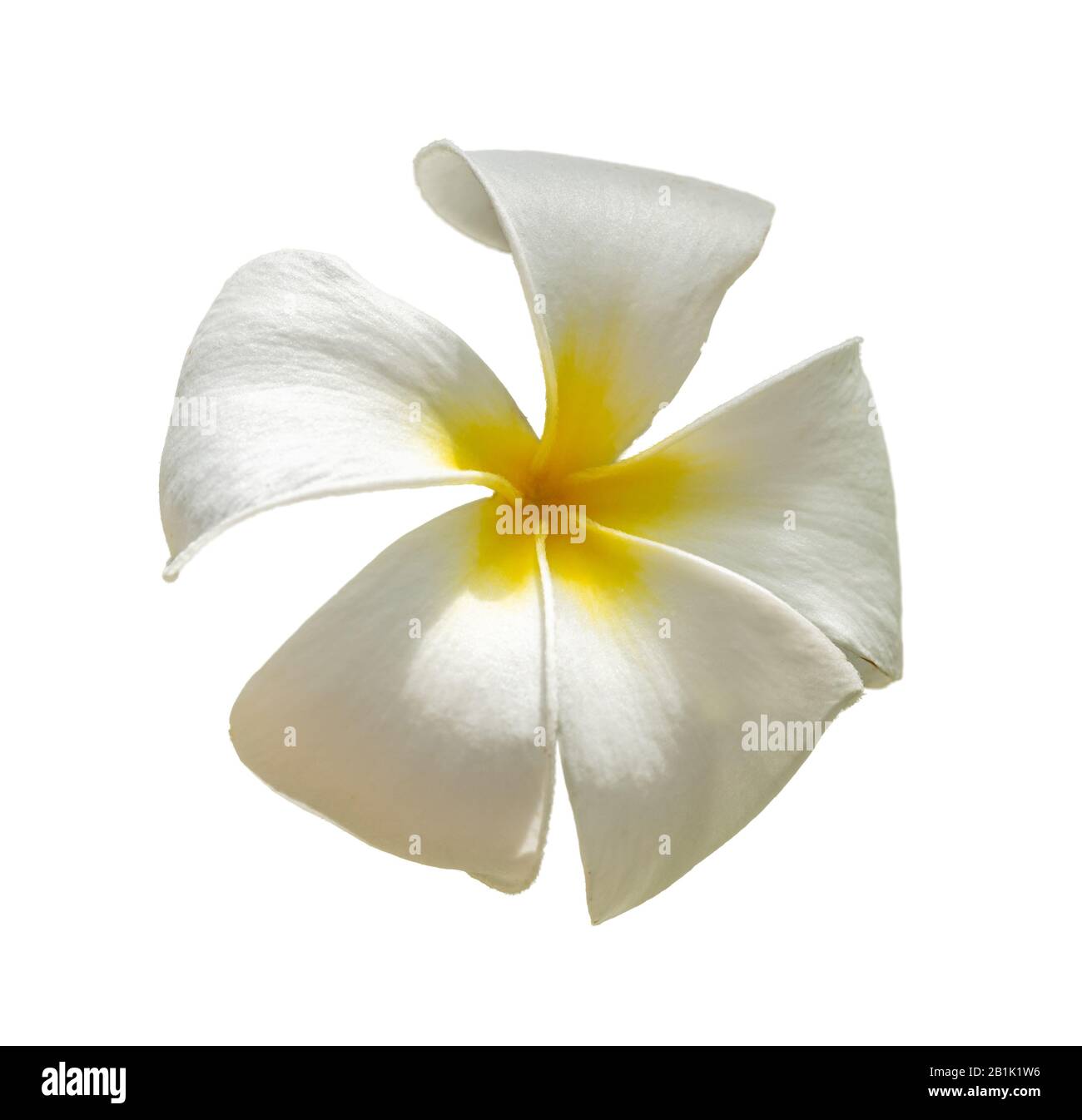 Detailansicht von vorne auf Frangipani, Plumeria, Baumblüte im Tempel isoliert auf Weiß Stockfoto