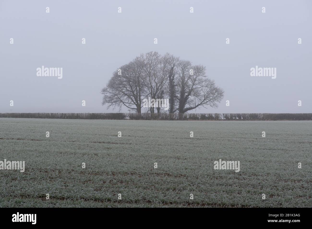 Eine kleine Gruppe von Bäumen, die an einem kalten nebligen Morgen über einem Feld von Winterpflanzen gesehen wird Stockfoto
