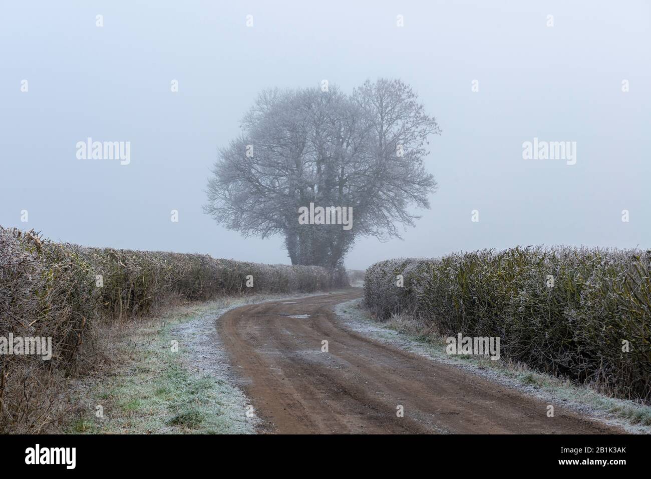 Rauer Weg, der zwischen Hecken zu einer Baumgruppe an einem kalten nebligen Morgen führt Stockfoto