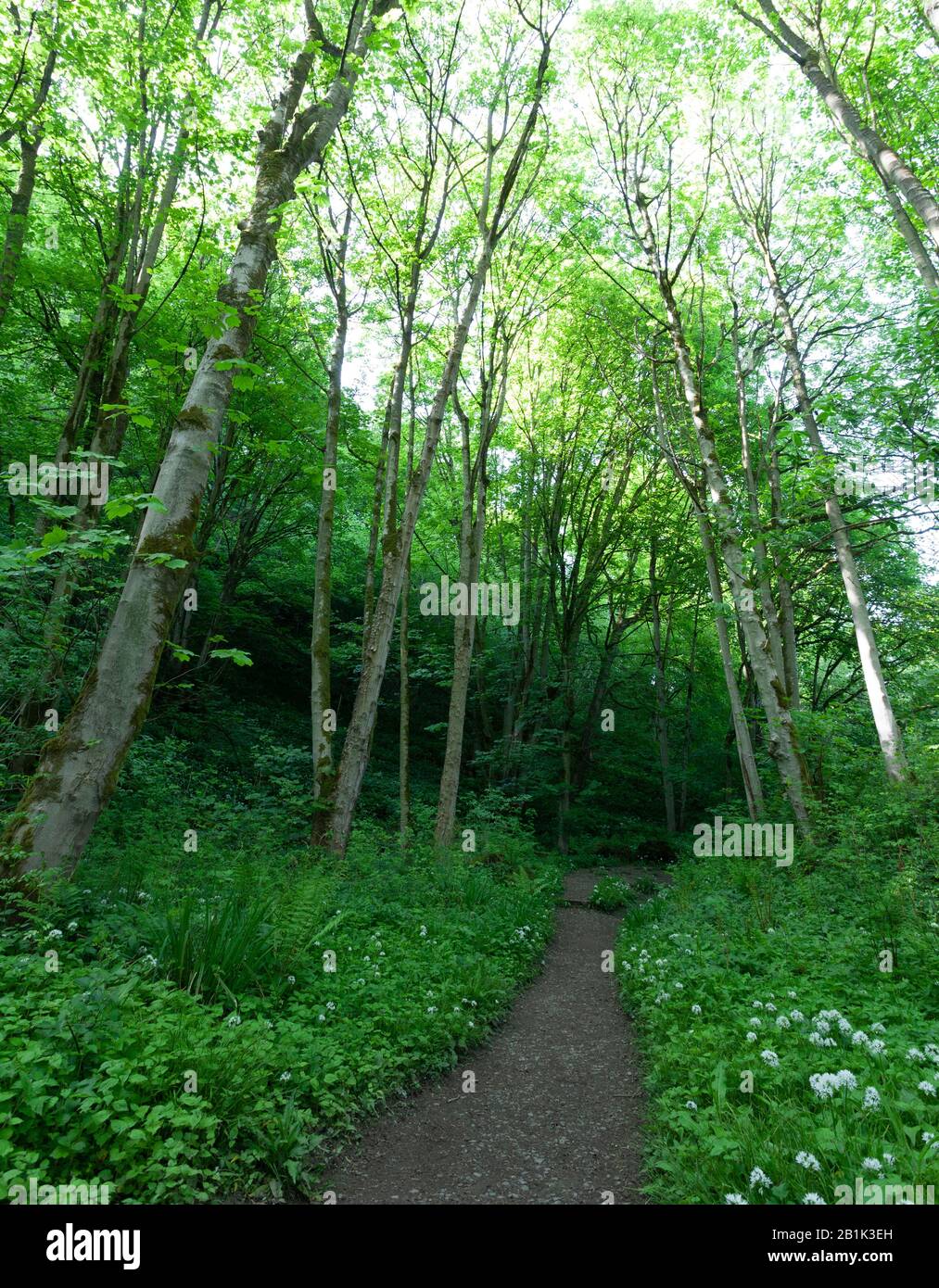 Fußweg durch die Bäume am Freeholders Wood in der Nähe der Aysgarth Falls im Frühling Stockfoto