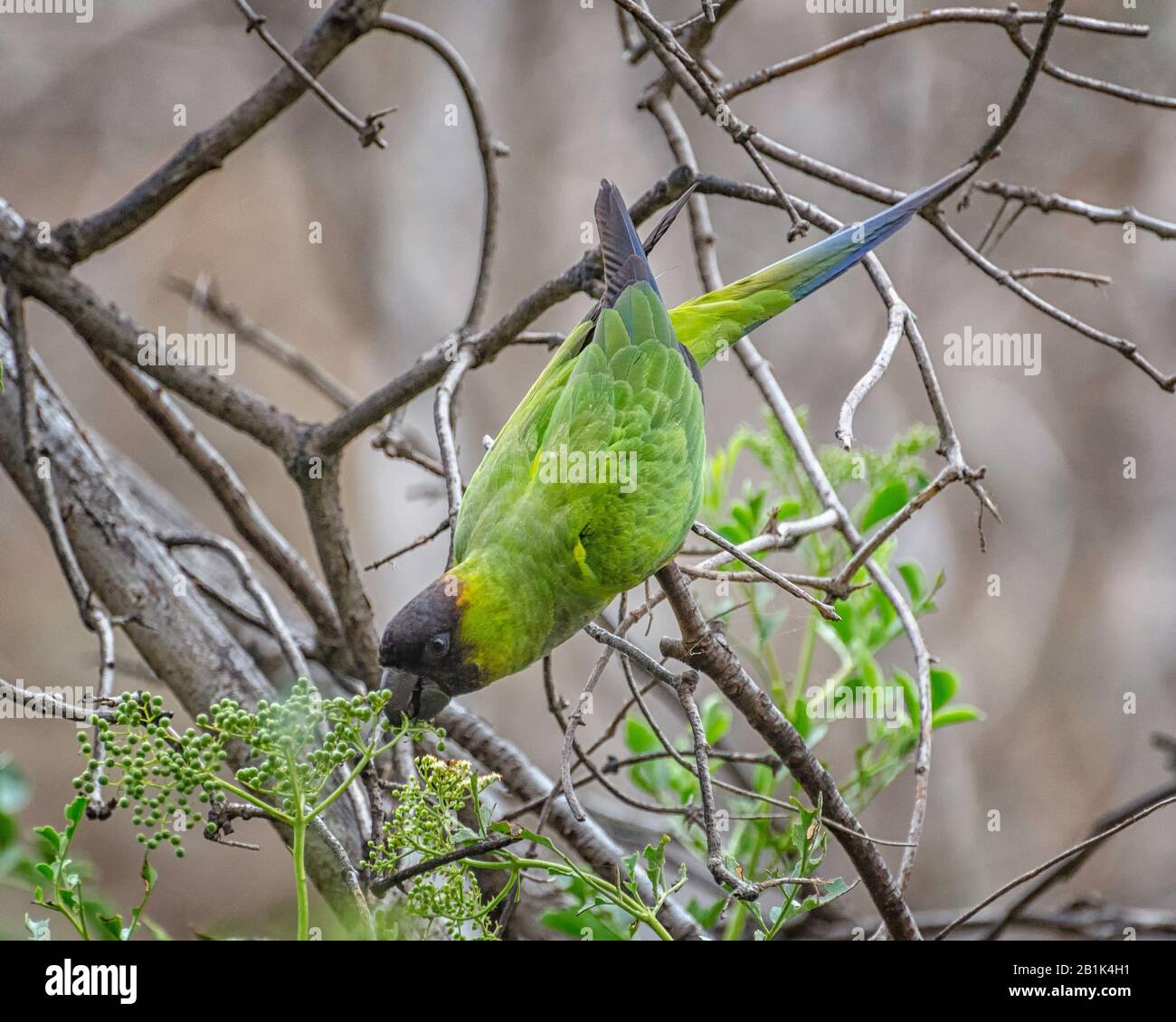 Blackhooded Parakeet (Aratinga nenday) im Sycamore Canyon in Malibu, CA. Stockfoto