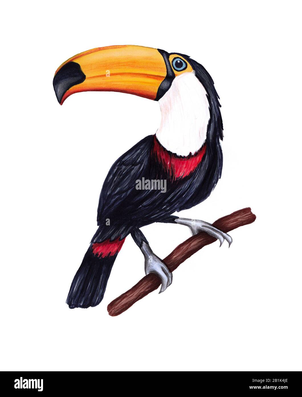 Handgezogene, niedliche tropische Vogeltoucan auf weißem Hintergrund. Stockfoto