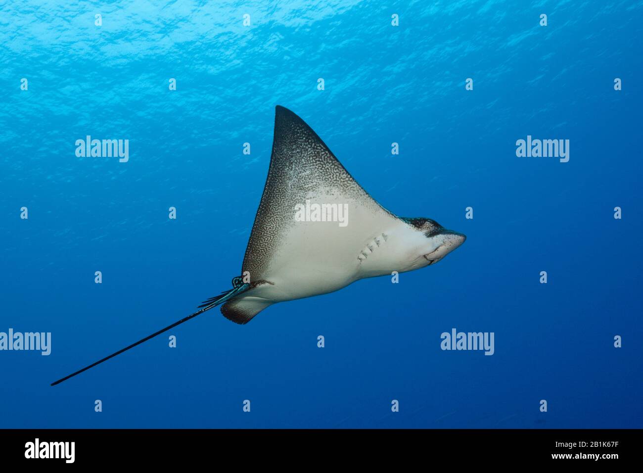 Gepunkteter Eagle Ray, Aetobatus narinari, Ahe Atoll, Tuamotu Archipel, Französisch-Polynesien Stockfoto