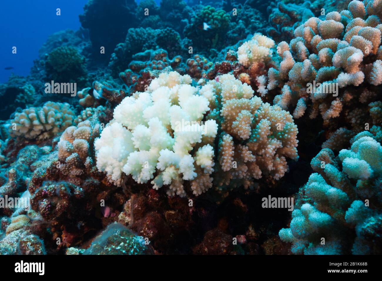 Korallenbleiche, Ahe Atoll, Tuamotu Archipel, Französisch-Polynesien Stockfoto