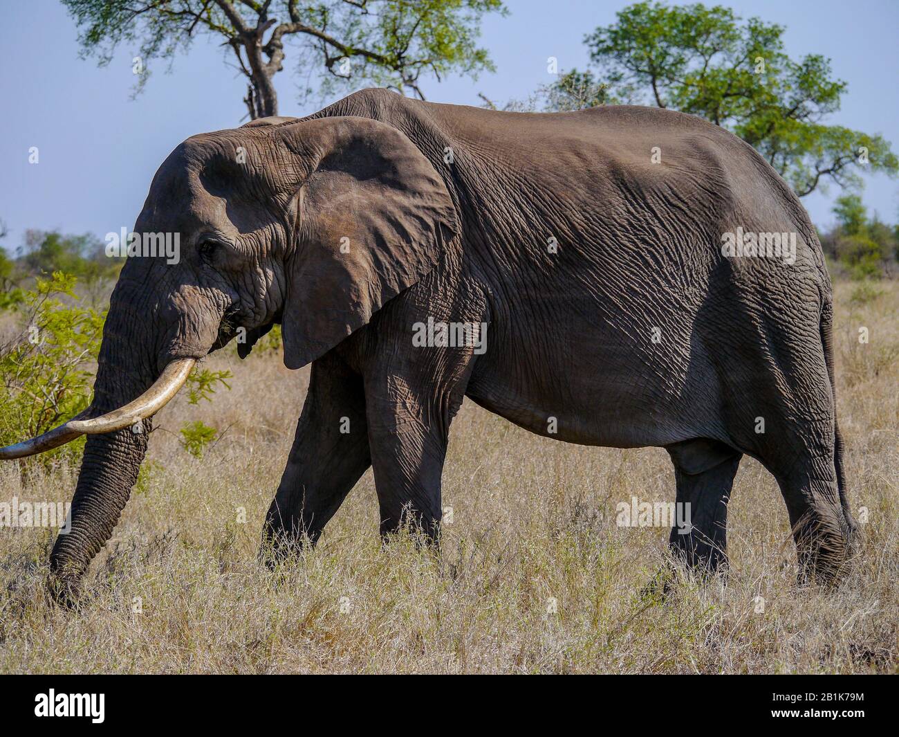Ein mächtiger weiblicher Elefant (Loxodonta africana) wandert durch die schöne Landschaft des Kruger Nationalparks Stockfoto