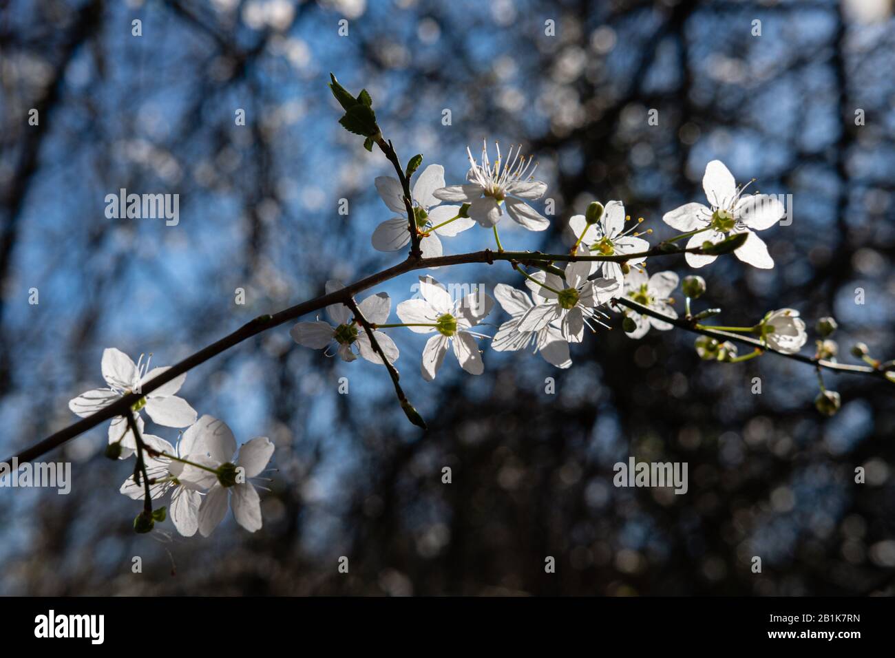 Weiße Blumen von Sträuchern im Frühling Stockfoto