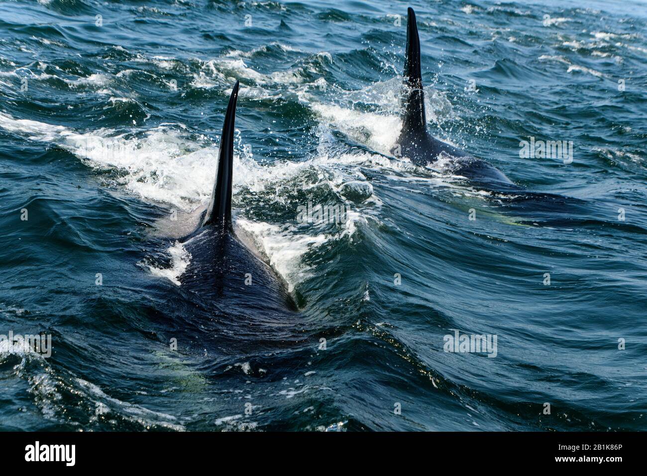 Orcas im Saanich Inlet, Vancouver Island, Nordamerika, Kanada, Britisch-Kolumbien, August 2015 Stockfoto