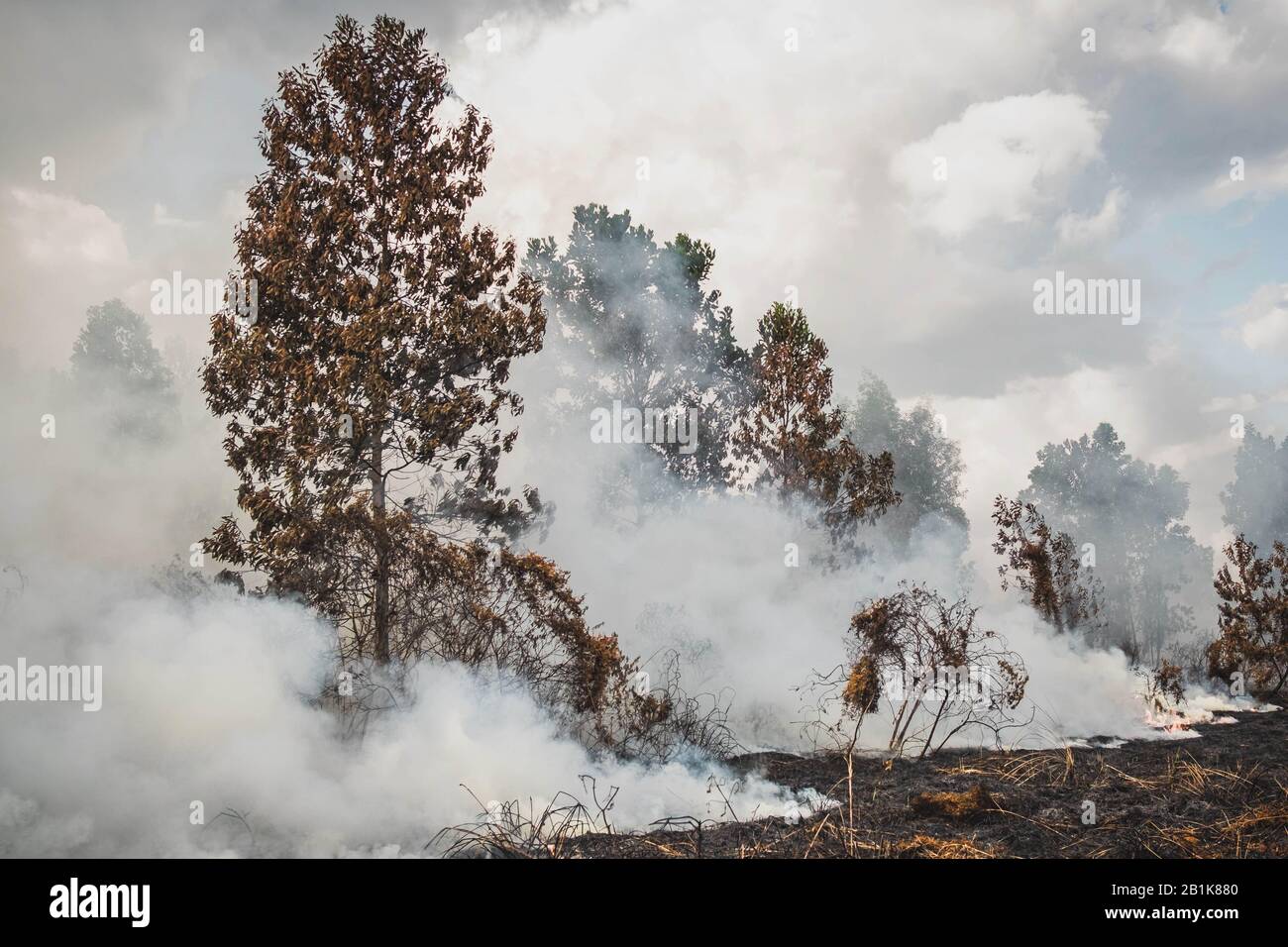 Riau, Indonesien. Februar 2020. Im Dorf Sri Meranti in Pekanbaru, Riau, Indonesien, 26. Februar 2020, wird ein Brand von Pfatland erstickt. Kredit: Afrianto Silalahi/Xinhua/Alamy Live News Stockfoto