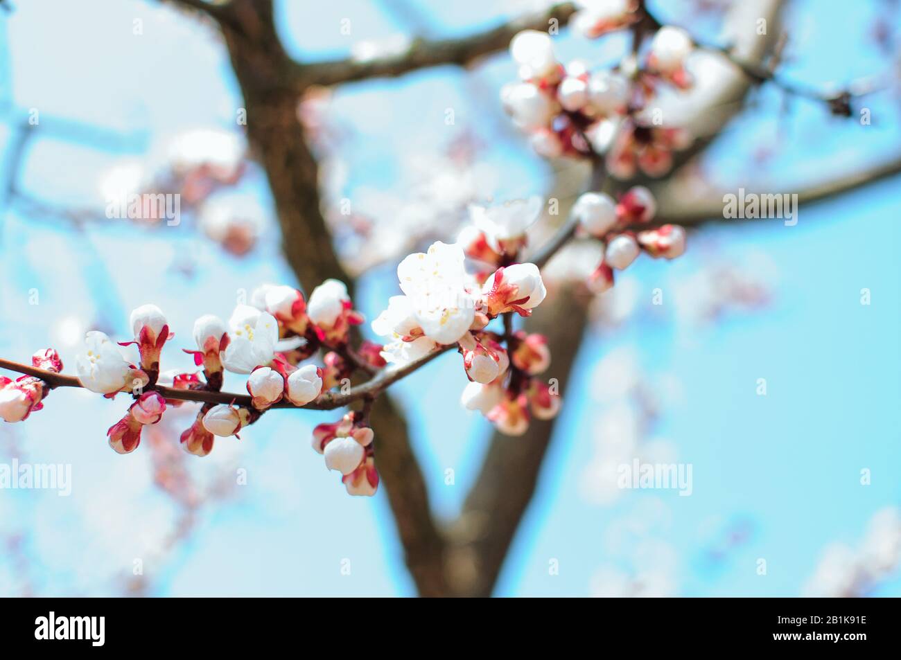 Aprikosenblumen mit weichem Fokus. Weiße Blumen an einem Baumzweig entspringen. Vorlage für das Design. Aprikosenbaum in Blüte. Frühling, Jahreszeiten, weiß Stockfoto