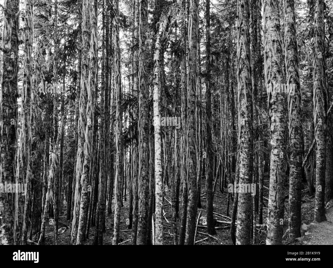 Ein Wald aus Trunks, Rubbble Creek Trail, Nordamerika, Kanada, Britisch-Kolumbien, August 2015 Stockfoto