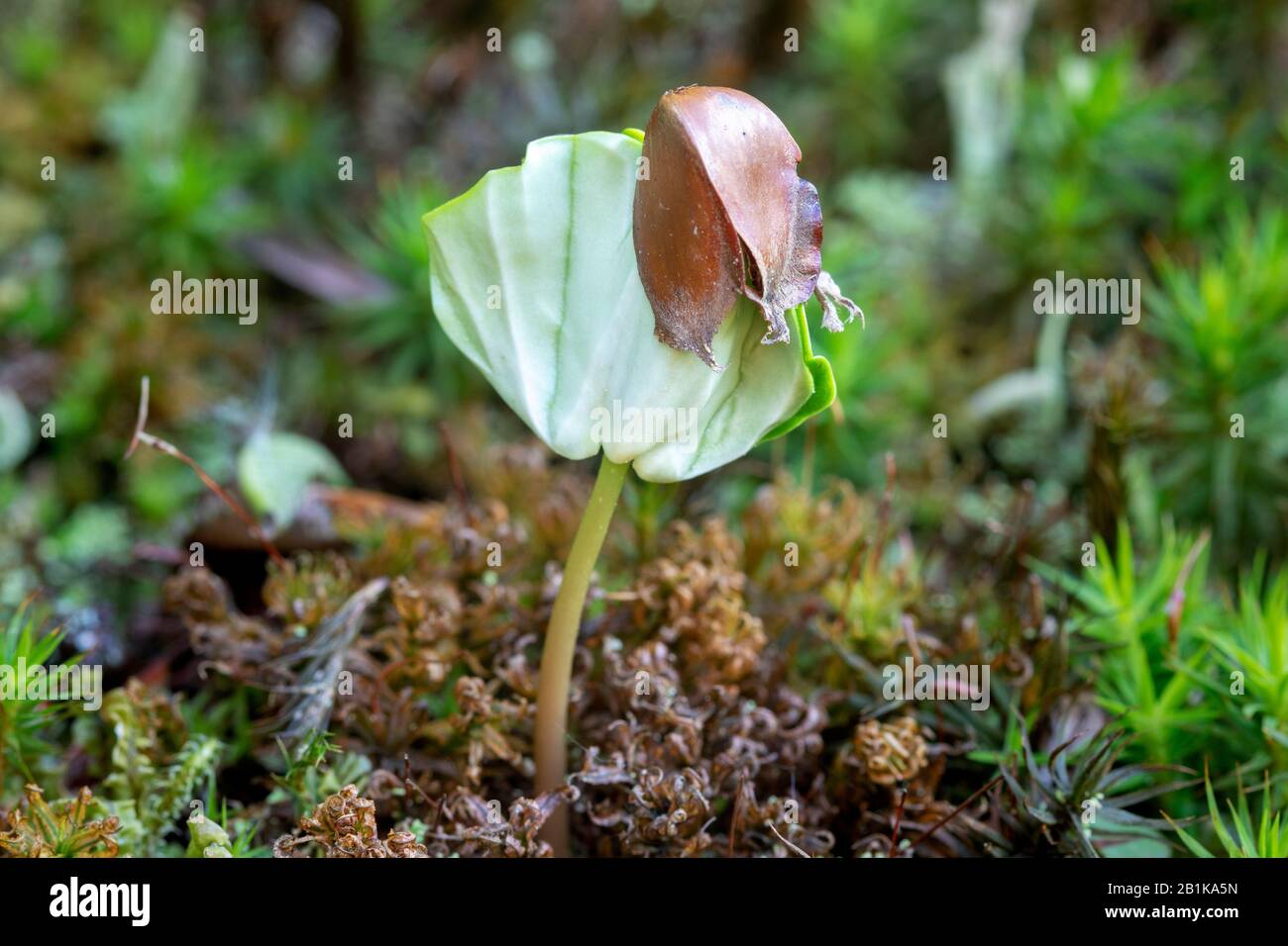 Der Setzling von Fagus sylvatica, der europäischen Buche oder gewöhnlichen Buche auf einem Waldboden mit Moos Stockfoto