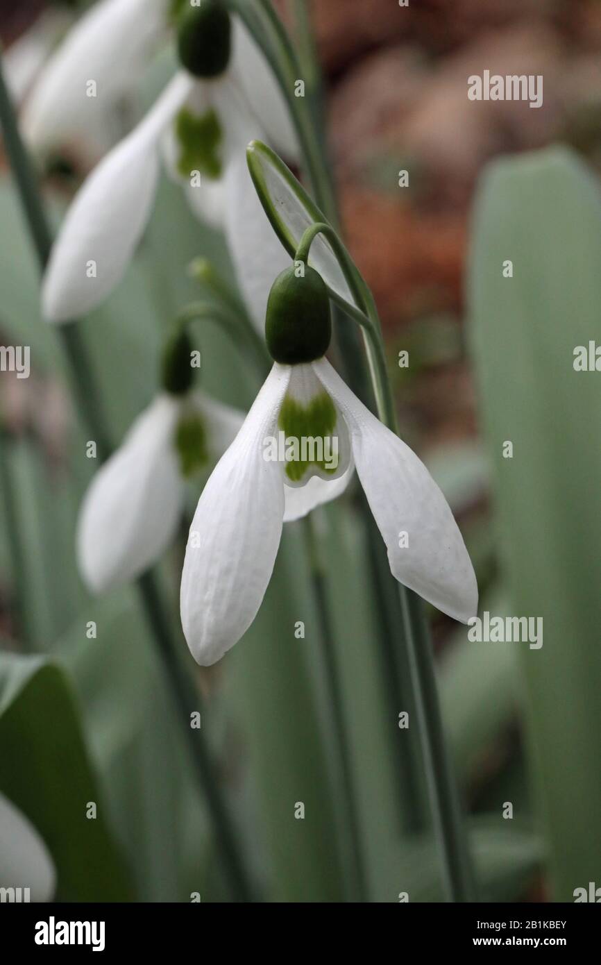 Snowdrop, Galanthus, weiße Blume mit grünem Kuss wie Kreuz mit verschwommenem Hintergrund. Kann für den Valentinstag verwendet werden Stockfoto