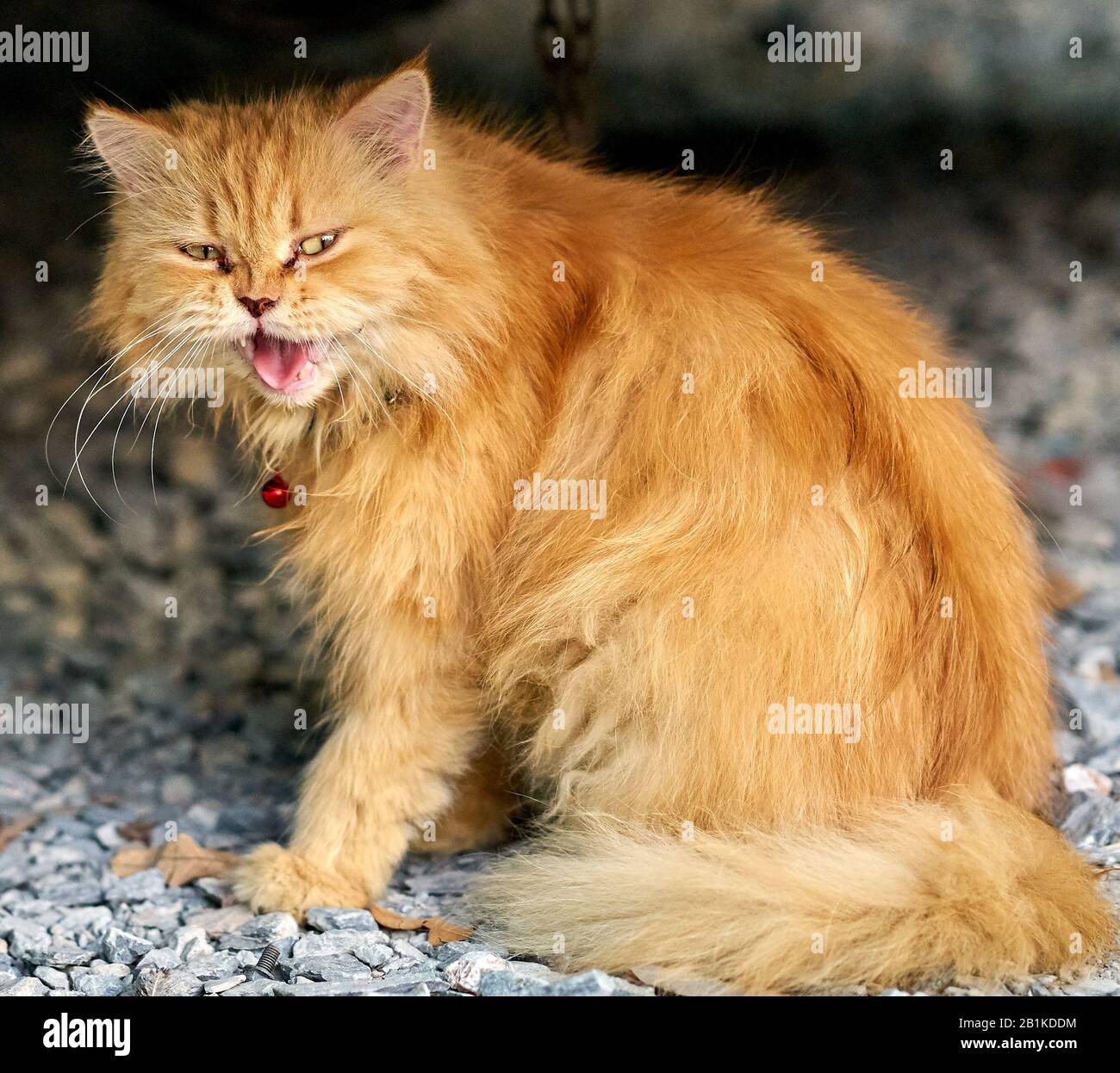 Eine gähnende Ingwerkatze. Stockfoto