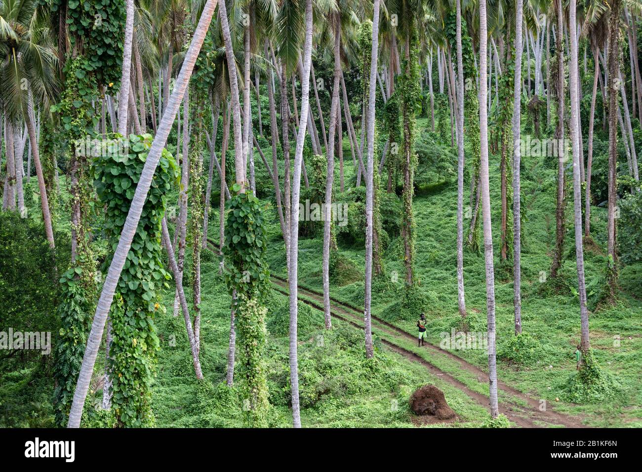 Pentercost, Vanuatu -: Grüner üppiger Regenwald, melanesischer Mann auf der Straße Stockfoto