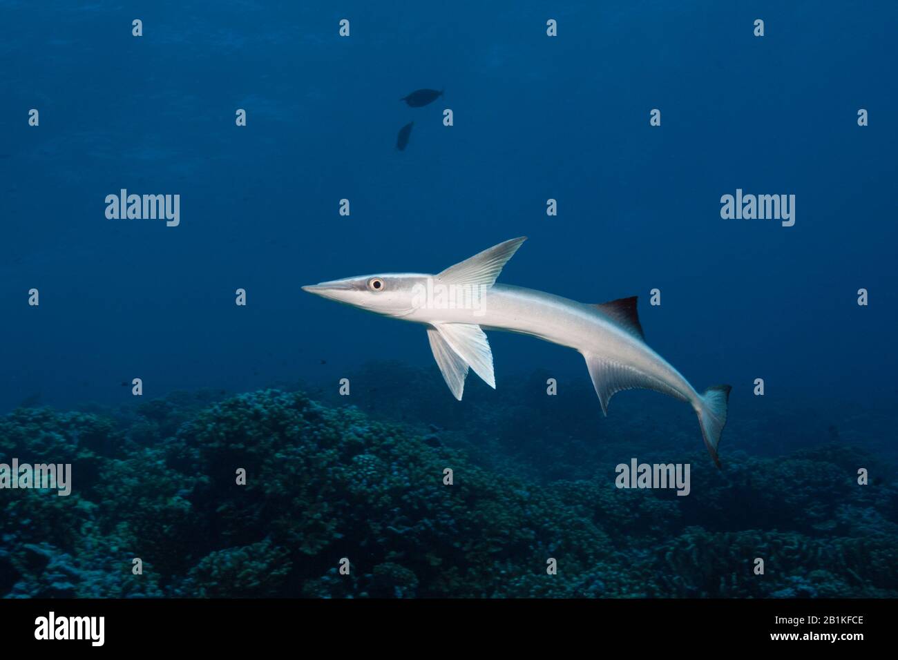 Suckerfish, Echeneis naucrate, Fakarava, Tuamotu Archipel, Französisch-Polynesien Stockfoto