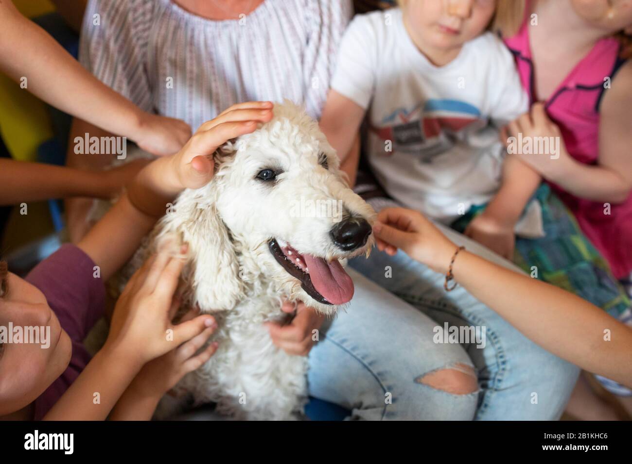 Kinder streichenden Hundes, weißer King-Pudel, tiergestützte Therapie im Kindergarten, Köln, Nordrhein-Westfalen, Deutschland Stockfoto