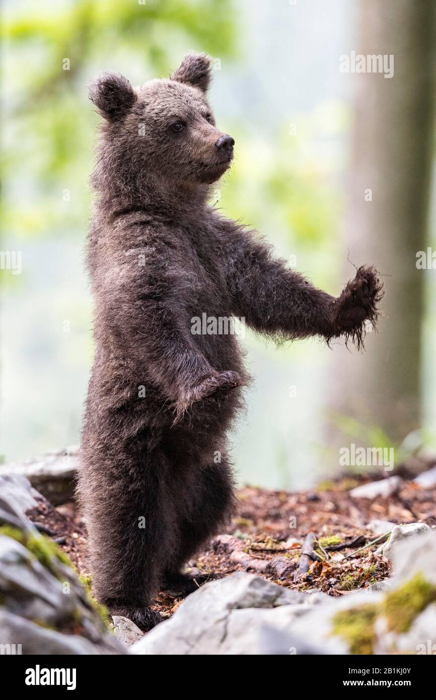 Europäischer Braunbär (Ursus arctos arctos) steht in Wald, Jungtier, in freier Natur, Region Notranjska, Dinarische Alpen, Slowenien Stockfoto