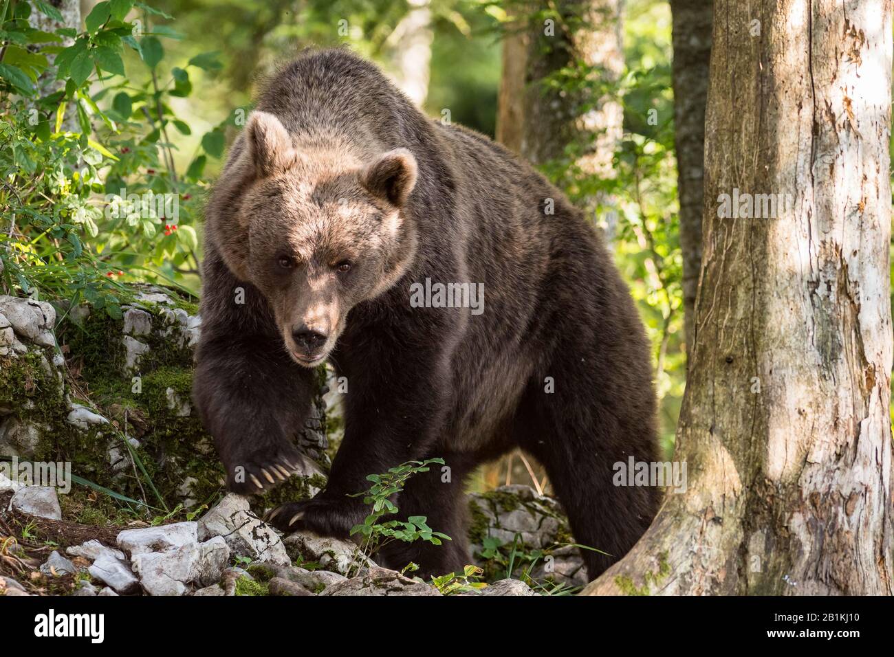 Europäischer Braunbär (Ursus arctos arctos) in Wald, in freier Natur, Region Notranjska, Dinarische Alpen, Slowenien Stockfoto