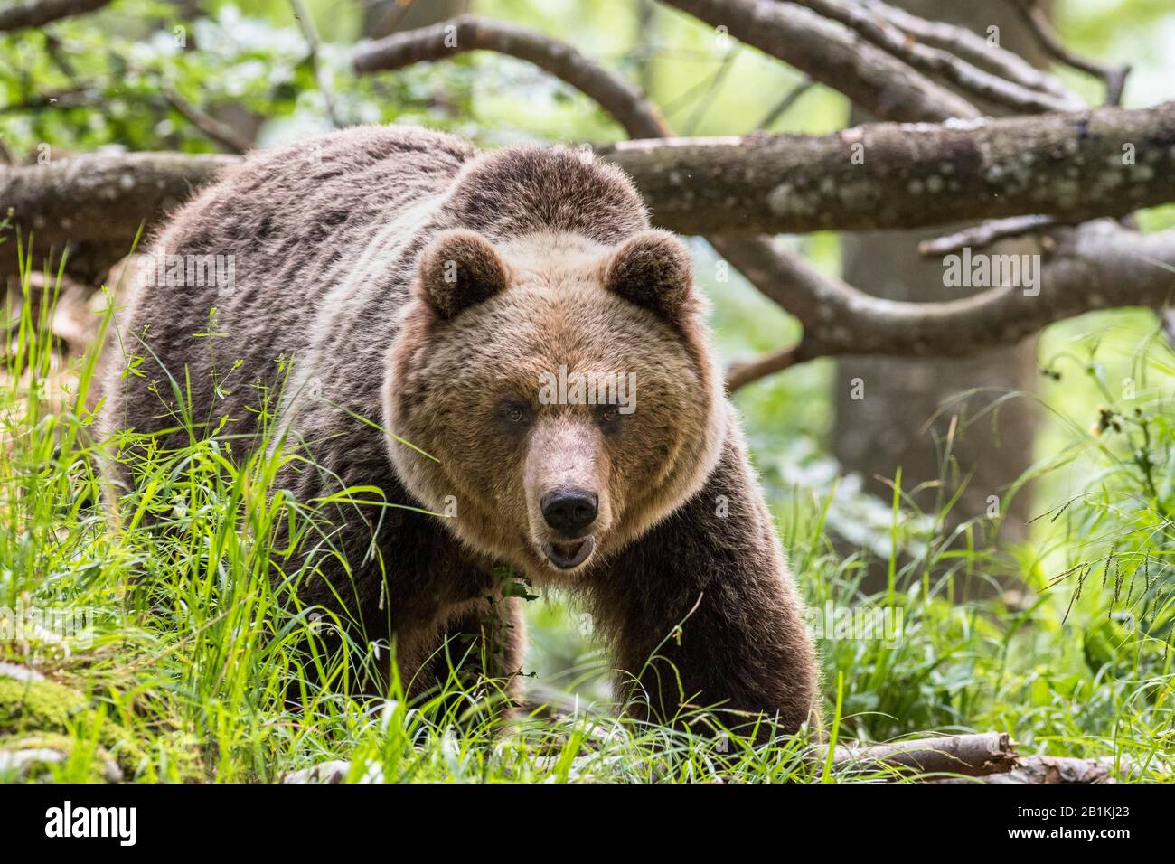 Europäischer Braunbär (Ursus arctos arctos) in Wald, in freier Natur, Region Notranjska, Dinarische Alpen, Slowenien Stockfoto