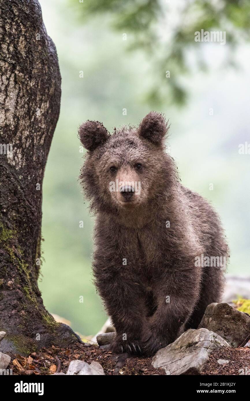 Europäischer Braunbär (Ursus arctos arctos) im Wald, Jungtier, in freier Natur, Region Notranjska, Dinarische Alpen, Slowenien Stockfoto
