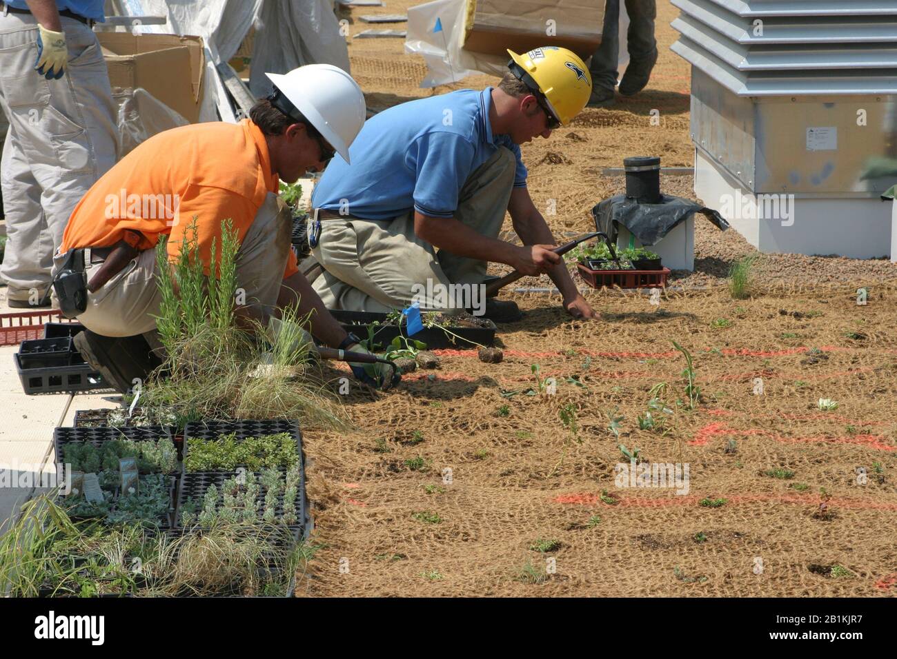 Bauarbeiter, die Vegetation auf dem grünen Dach oder auf dem lebenden Dach der Hennepin County Public Library in der Innenstadt von Minneapolis, Minnesota Pflanzen Stockfoto