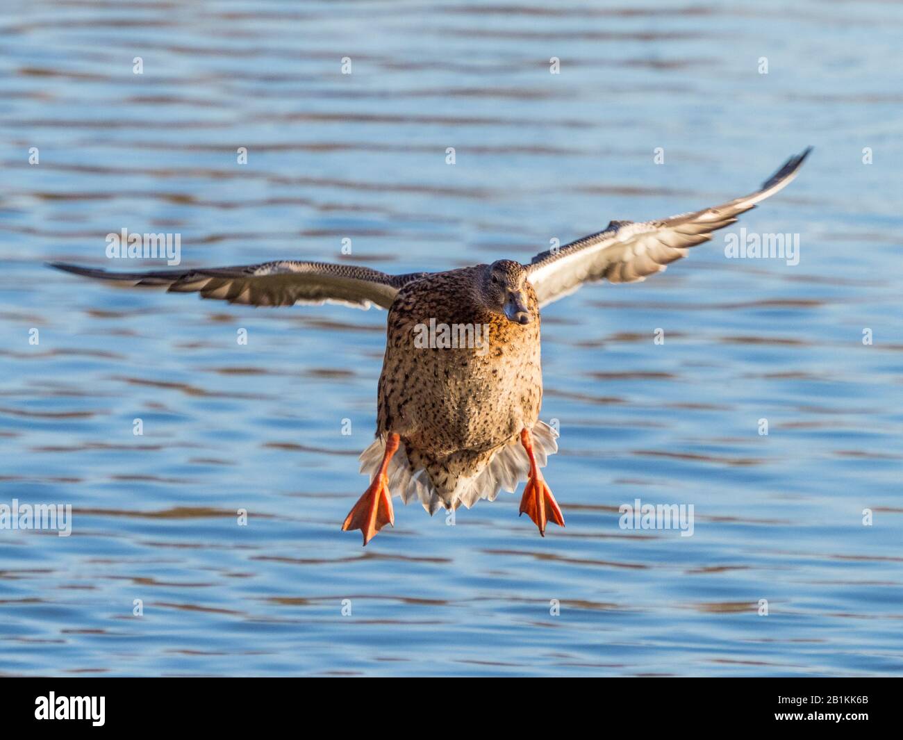 Stockente (Anas Platyrhynchos) Stockfoto