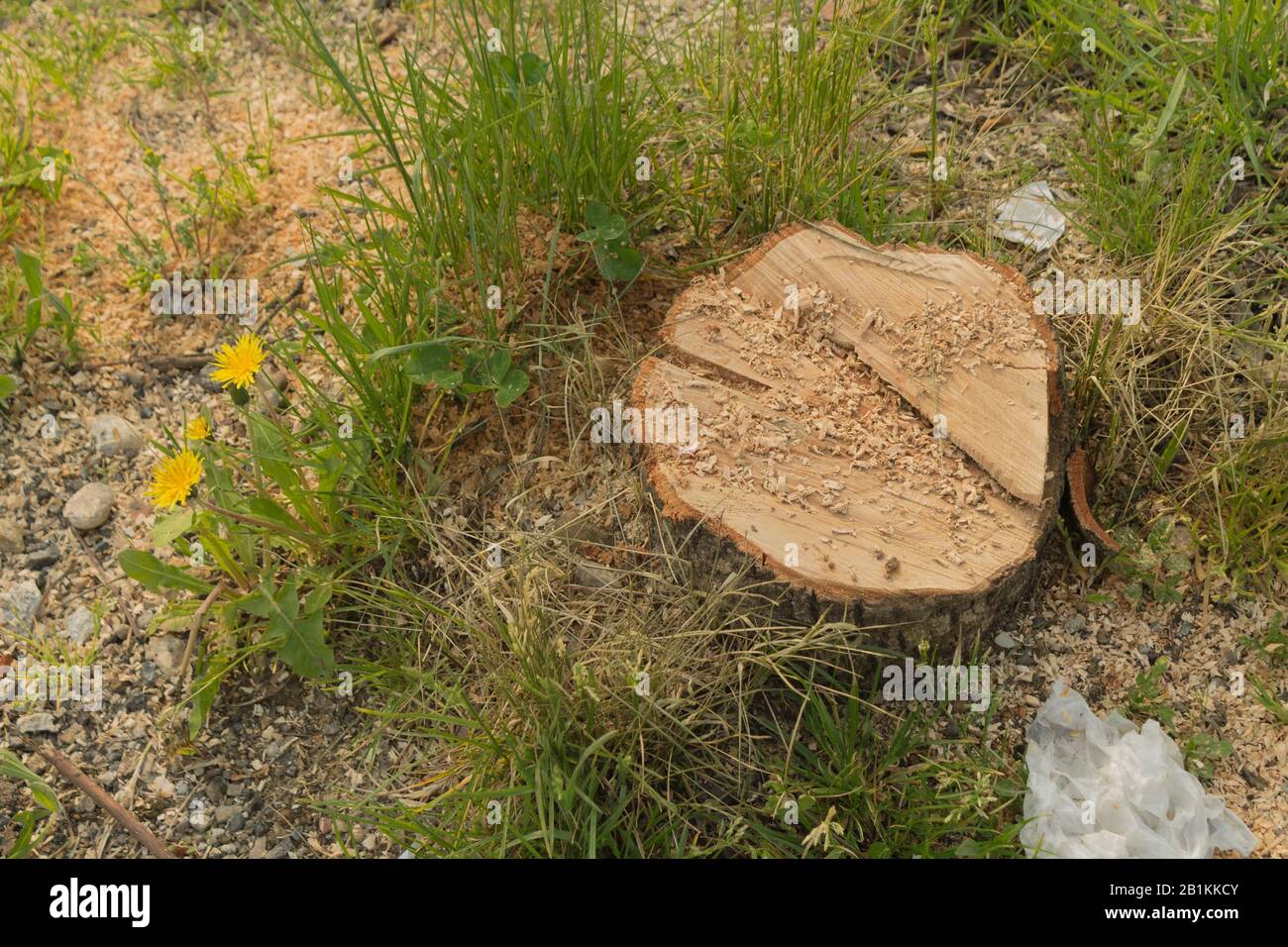 Stumpf in Herzform geschnitten Stockfoto